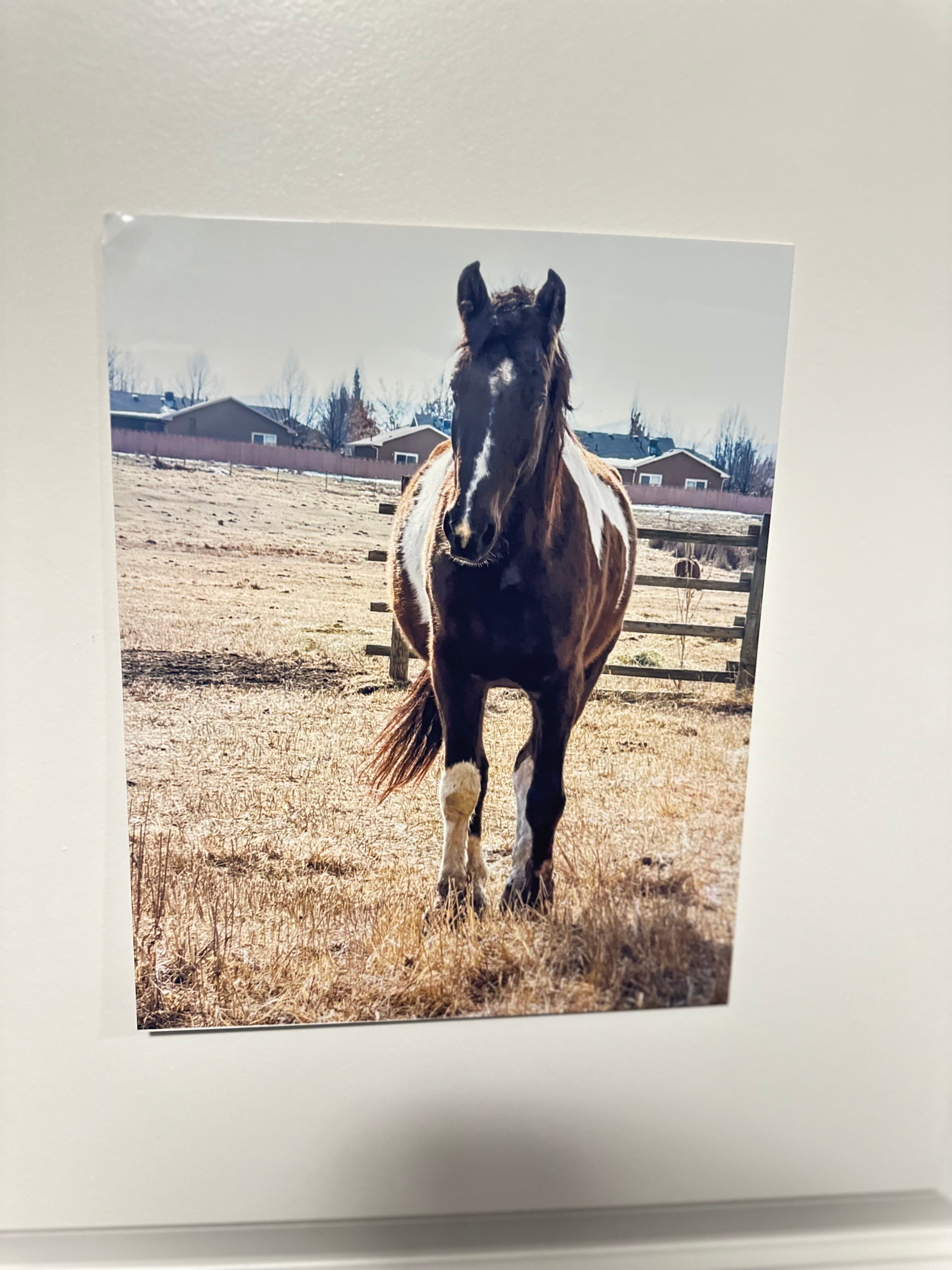 Horse Picture on Metal